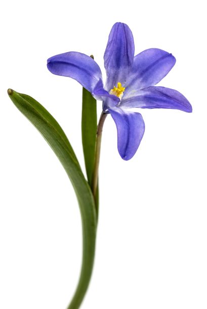 violet flowers of chionodoxa luciliae glory maly